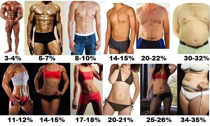 men and women's body fat percentage chart